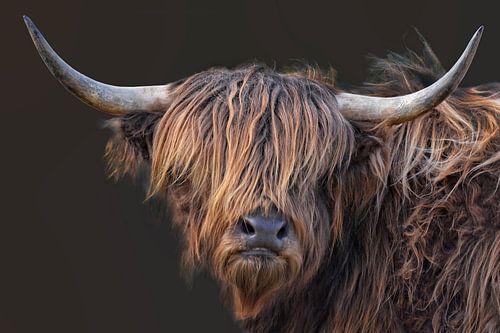Schotse Hooglander III