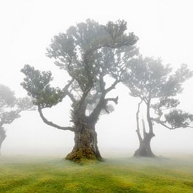 Fanal Forest van Henk Meeuwes