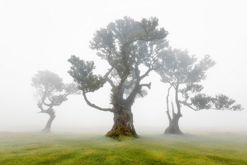 Forêt de Fanal par Henk Meeuwes