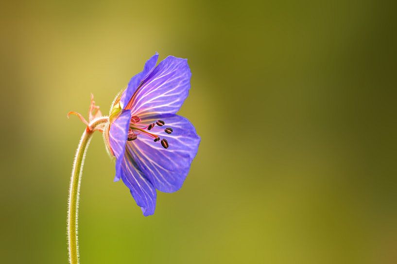 Purple Cranesbill Flowers Blossom by Mario Plechaty Photography