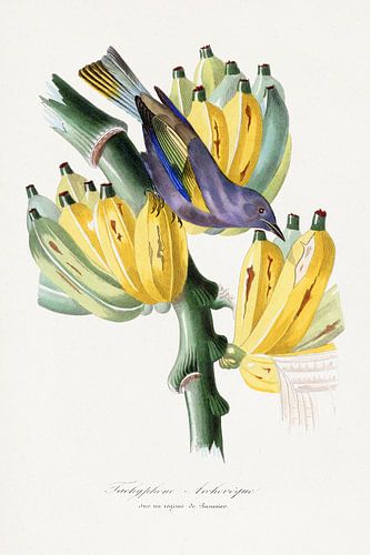 Tachyphone archeveque bird painting, Le Jardin Des Plantes by Pa