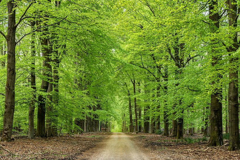 New season by Jan Koppelaar