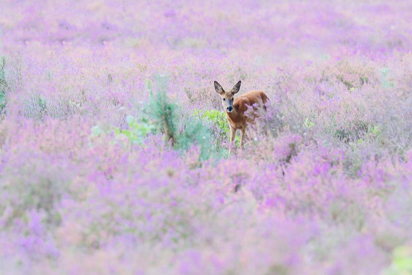 Deer in Heather by Mirjam van de Ven