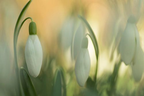 The promise of a new season 1 ( dromerige foto van sneeuwklokjes in zachte pastelkleuren)