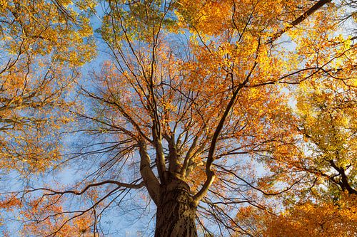 autumnal connections