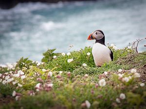 Macareux moine sur l'île de Skomer