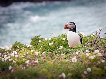 Puffin op Skomer Island