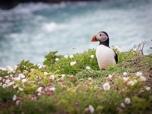 Puffin op Skomer Island