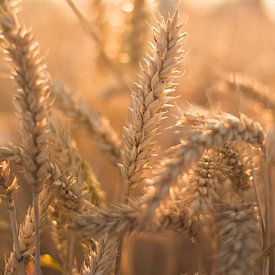 Graan in de zomer tijdens gouden uur von Jeantina Lensen-Jansen