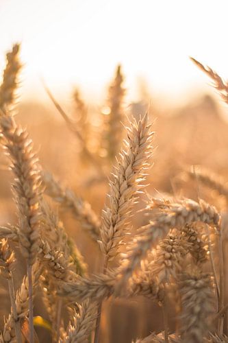 Graan in de zomer tijdens gouden uur