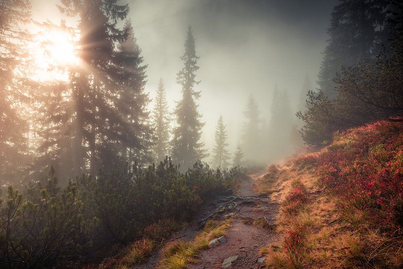 In den Nebel von Coen Weesjes