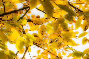 Leaves