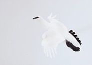 Männliches Schneehuhn (Lagopus mutus) im Flug in Finnland. von AGAMI Photo Agency Miniaturansicht