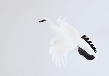 Männliches Schneehuhn (Lagopus mutus) im Flug in Finnland. von AGAMI Photo Agency