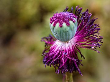 Mohn von Rob Boon