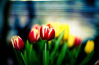 Rode tulp
