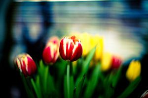 Rode tulp