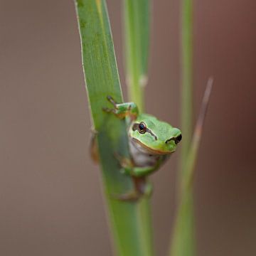 Boomkikker van Wieke Eefting