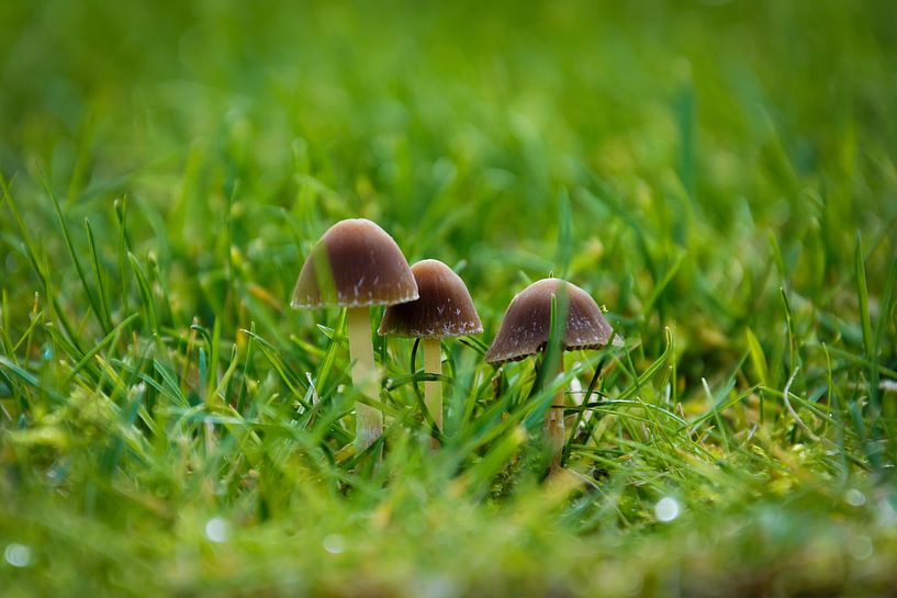 Champignons von Laurent Jack