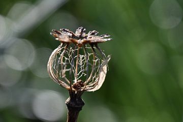 Papaver skelet by Susan Dekker