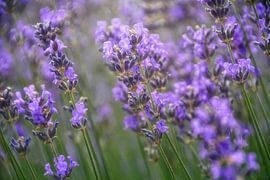 Duft der Provence von Claudia Moeckel