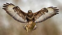 Buizerd, Roofvogel,  Dieren (biologie), Natuurfotografie, Wildlife natuur), Bokeh, Wachtkamer, Blikvanger, Achtergrond