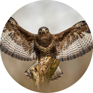 Buizerd, Roofvogel,  Dieren (biologie), Natuurfotografie, Wildlife natuur), Bokeh, Wachtkamer, Blikvanger, Achtergrond van Gianni Argese