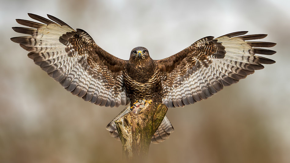 buizerd-roofvogel-dieren-biologie-natuurfotografie-wildlife