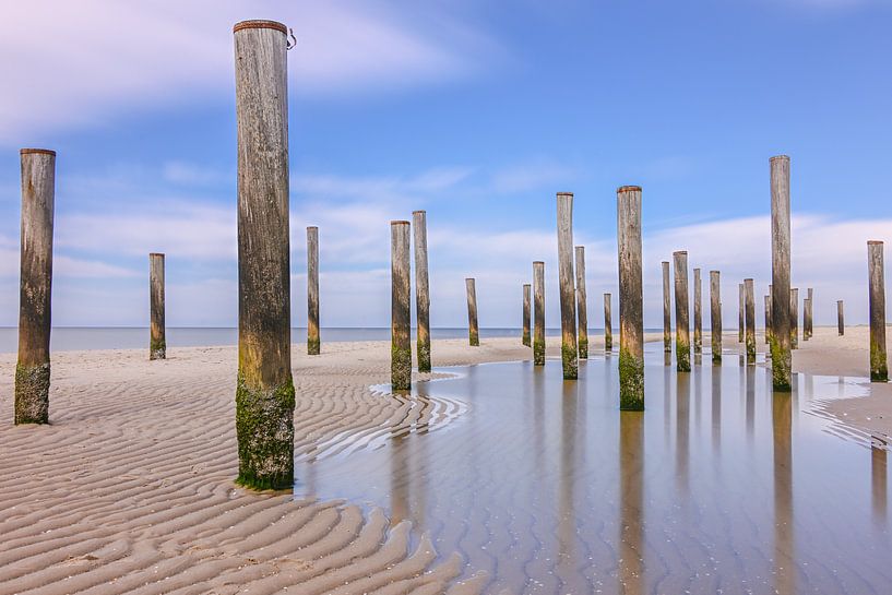 Palmendorf Petten, die Niederlande von Caroline Guerain