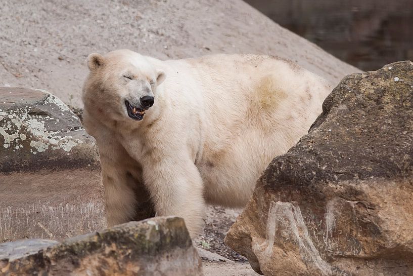 Polar bear : Ouwehands Dierenpark by Loek Lobel
