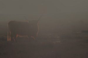 Highlander écossais sur la Westerheide près de Hilversum