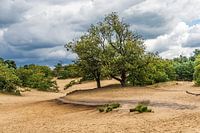 Drunense Dünen Rauschender Jäger