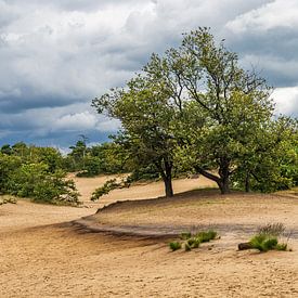 Drunense Duinen Rustende Jager van Carin IJpelaar