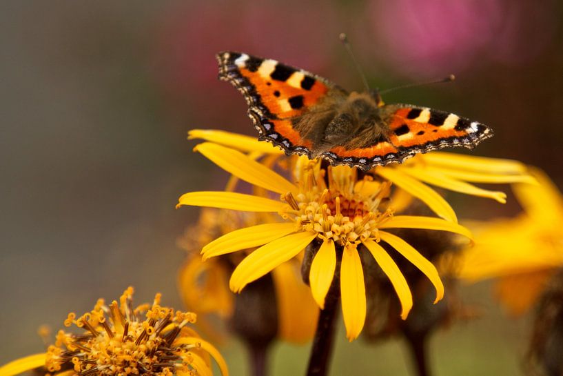 Kleine Vos op een gele bloem. by Maurice Welling