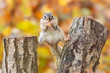 Herbst mit den Eichhörnchen 3 von Danielle van Doorn