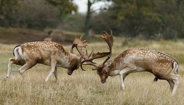 Damhirsch Kampf von Menno Schaefer