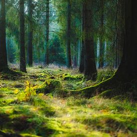 Ein Nadelwald im Naturpark Eifel in Deutschland von Rik Verslype