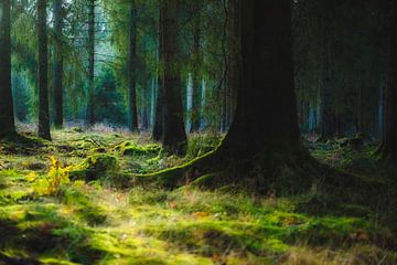 Ein Nadelwald im Naturpark Eifel in Deutschland von Rik Verslype