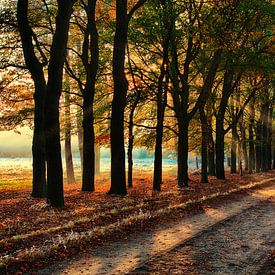 Bomen laan Veluwe met herfst van Tim Annink