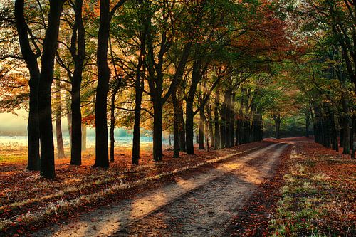 Arbres avenue Veluwe avec automne