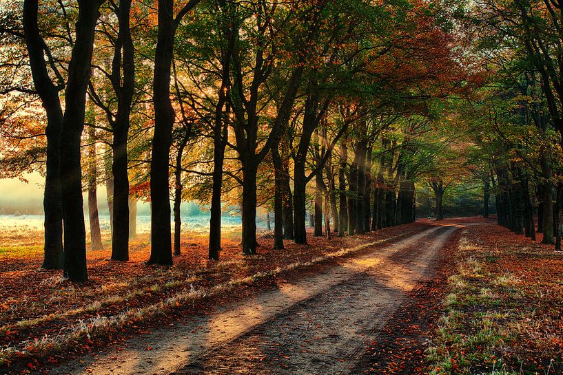 Trees avenue Veluwe with autumn by Tim Annink