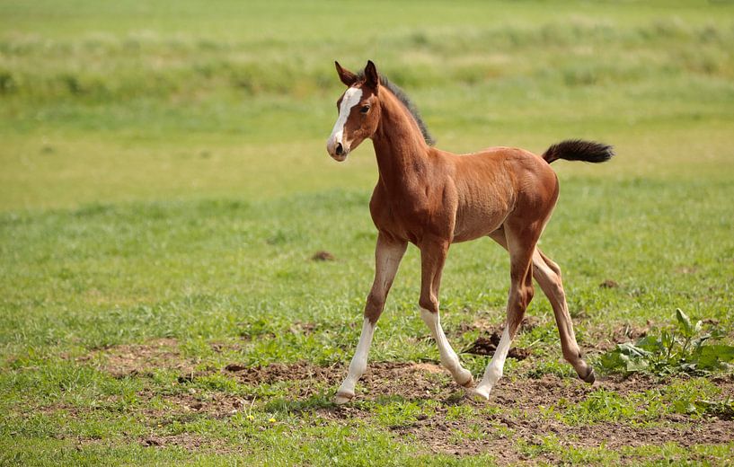 Fohlen von Frank Smedts