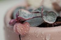 Chinesische Laternenpflanze - Rosa Herzen