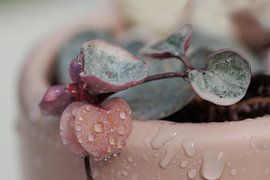 Chinesische Laternenpflanze - Rosa Herzen von Dagmar Hijmans