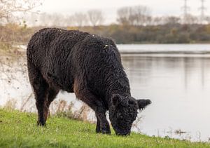 Weidender Galloway am Wasser