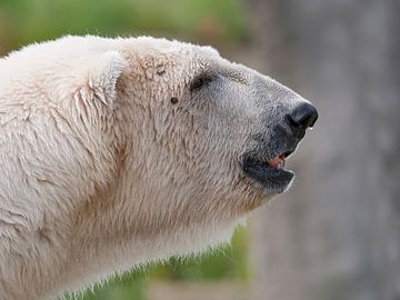 Ours polaire : Zoo de Blijdorp sur Loek Lobel