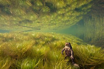 Toad in ditch by Matthijs de Vos