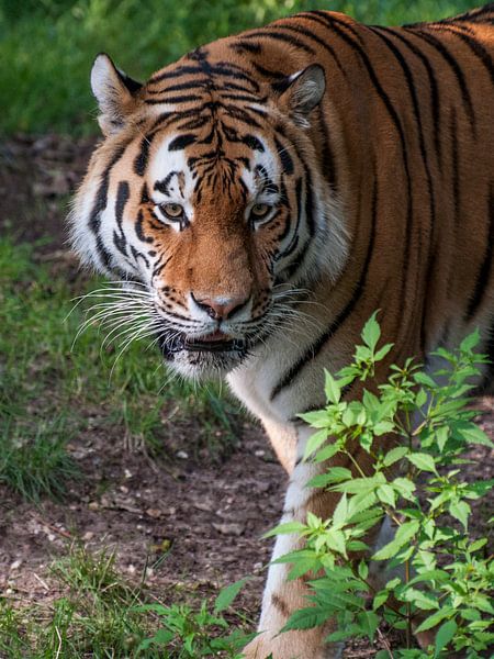 Amur-Tiger oder Sibirischer Tiger : Ouwehands DIerenpark von Loek Lobel