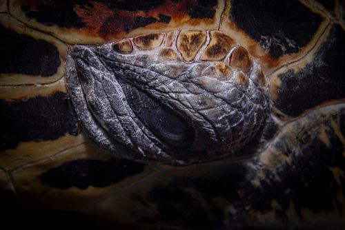 Zeeschildpad oog @ Komodo, Indonesie