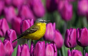 Gele Kwikstaart zingend op een tulp